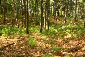 Pine and oak forest on Bear Garden Hill