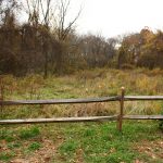 Old field restored by invasive plant management