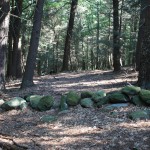 Forest scene on Mount Misery