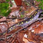 Photograph of adult spotted salamander