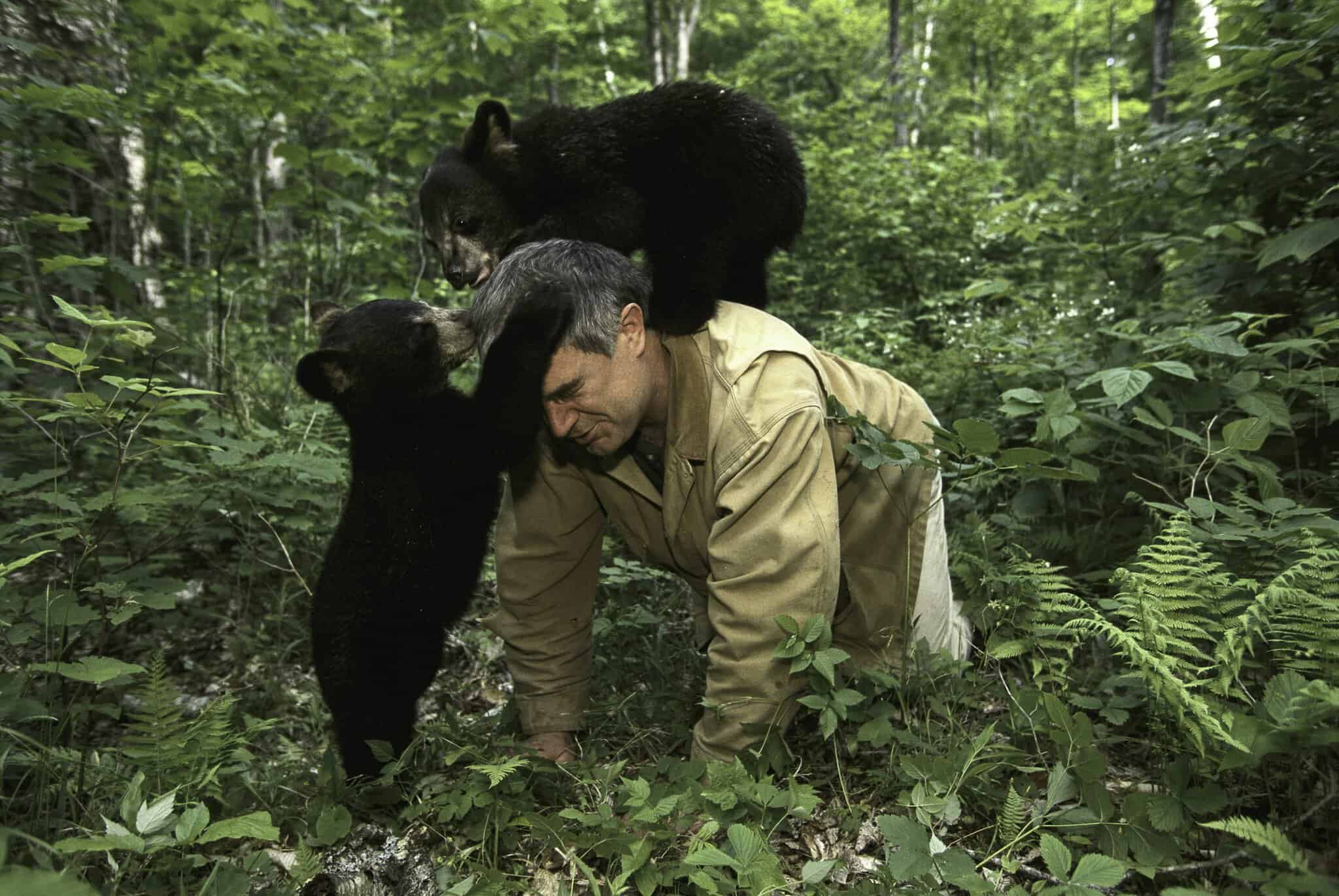 Bears Of The East Kilham Bear Center Black Bear Behavior The bears-of-the-east-kilham-bear-center-black-bear-behavior-the